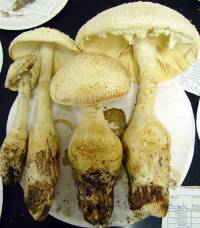 Amanita rhopalopus image