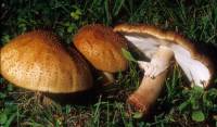 Amanita rubescens image