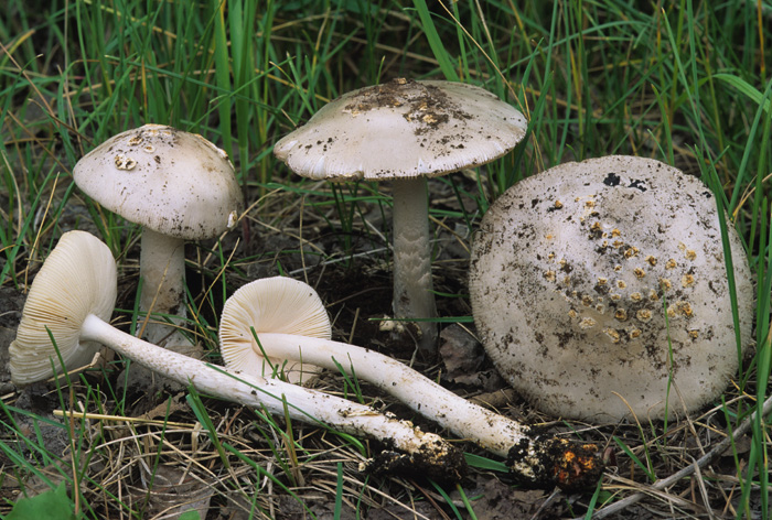 Amanita stannea image