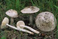 Image of Amanita stannea