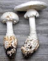 Amanita subcokeri image