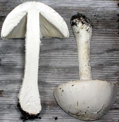 Amanita thiersii image