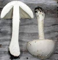 Image of Amanita thiersii