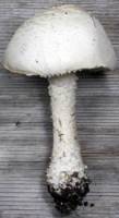 Amanita thiersii image