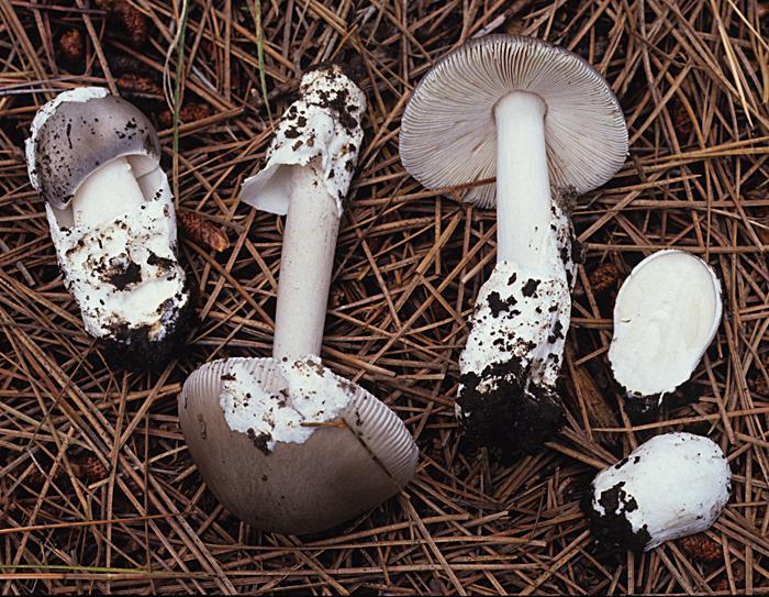 Amanita vaginata image