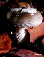 Amanita vaginata image