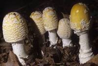 Amanita velatipes image