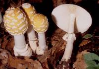 Image of Amanita velatipes