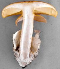 Amanita cochiseana image