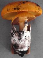 Amanita cochiseana image