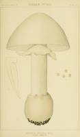 Amanita ovoidea image