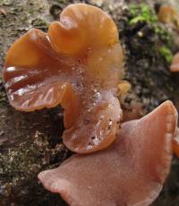 Auricularia americana image