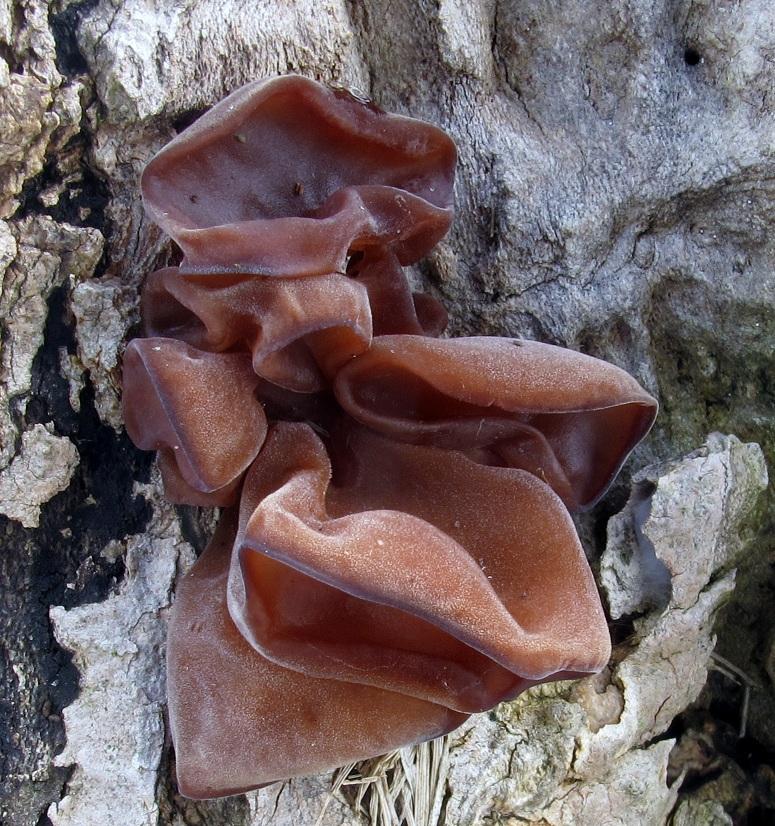 Auricularia image