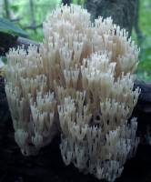 Artomyces pyxidatus image