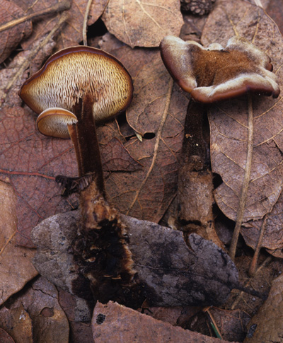 Auriscalpium vulgare image