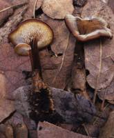 Image of Hydnum auriscalpium