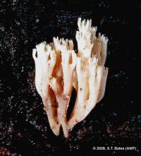 Artomyces pyxidatus image