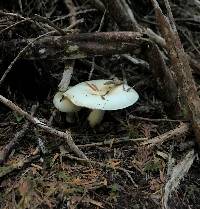 Russula crassotunicata image