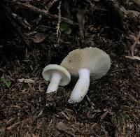 Russula crassotunicata image