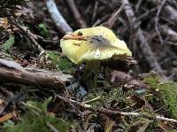 Tricholoma sejunctum image