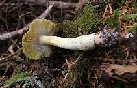 Tricholoma sejunctum image