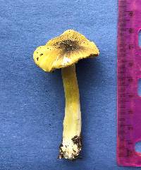 Tricholoma sejunctum image