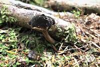 Lactarius lignyotus image