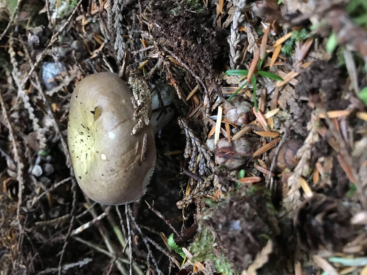 Russula viscida f. occidentalis image