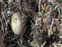 Russula viscida f. occidentalis image