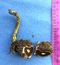 Elaphocordyceps ophioglossoides image