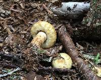 Lactarius scrobiculatus image