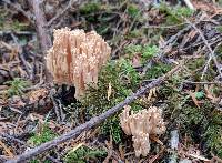 Ramaria acrisiccescens image