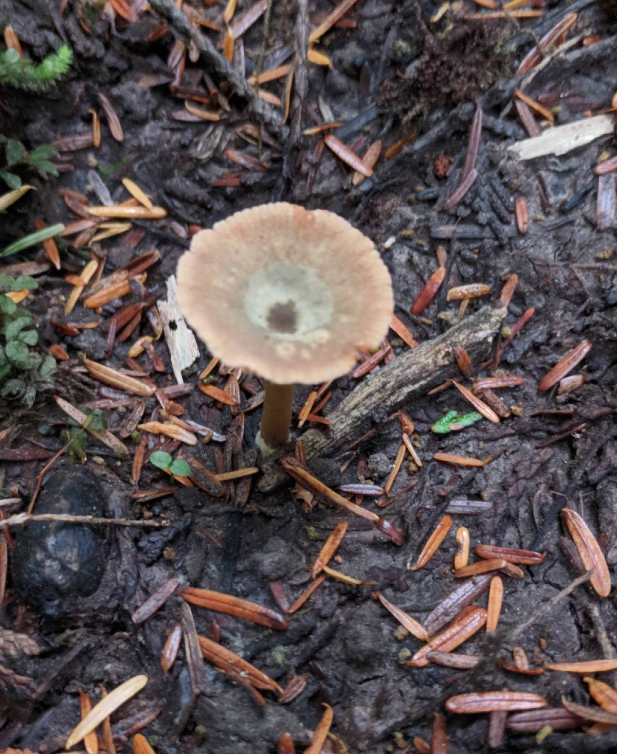 Lactarius occidentalis image