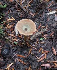 Lactarius occidentalis image