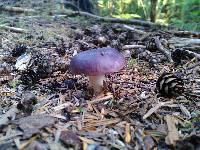 Russula fragilis image