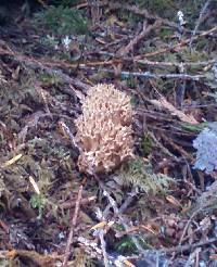 Ramaria myceliosa image