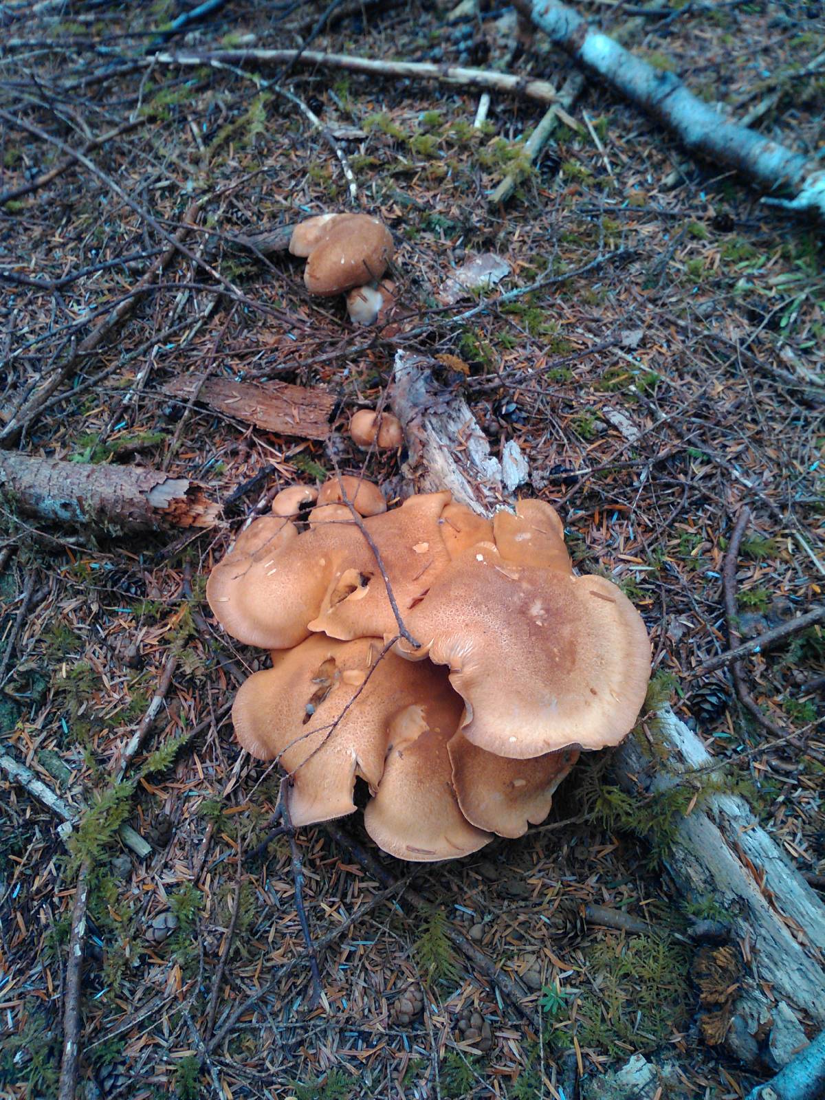 Cortinarius crassus image