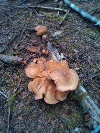 Image of Cortinarius crassus