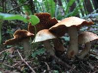 Cortinarius cinnamomeus image