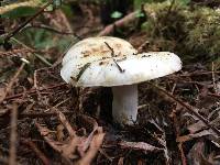 Russula crassotunicata image