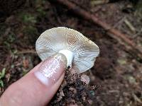 Russula crassotunicata image