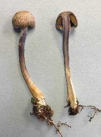 Cortinarius anomalus image