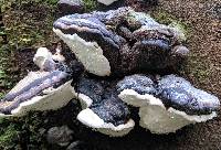 Fomitopsis ochracea image