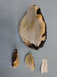 Fomitopsis ochracea image