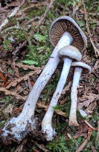 Cortinarius anomalus image