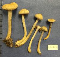 Cortinarius anomalus image