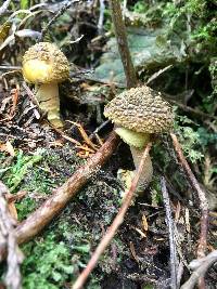 Amanita augusta image