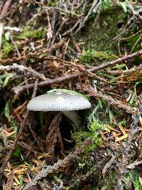 Amanita pachycolea image