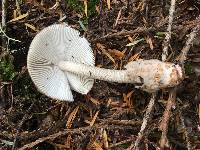 Amanita pachycolea image