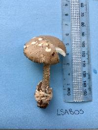 Amanita pachycolea image